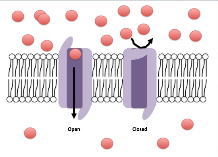 Research reveals surprising inactivation mechanism for a voltage-gated ion channel