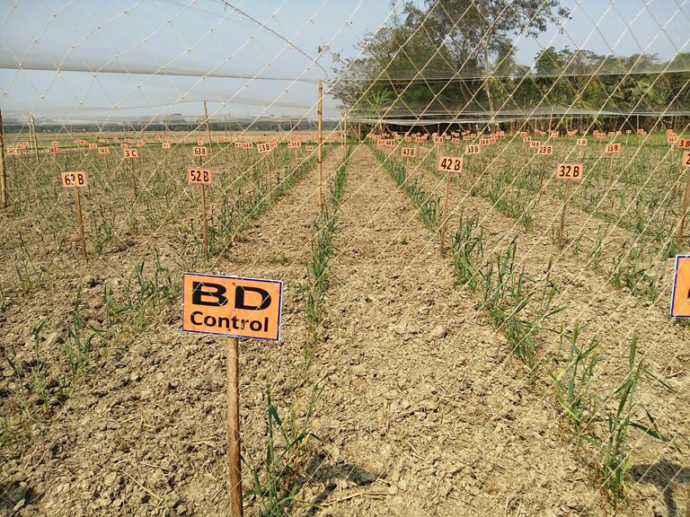 Development of a potential super wheat for salty soils