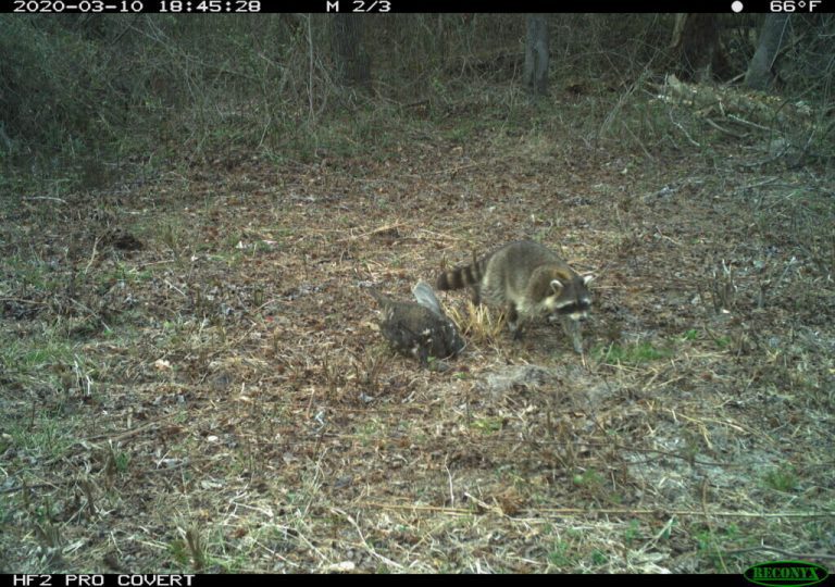 Study shows that scavengers, such as raccoons, can be picky eaters