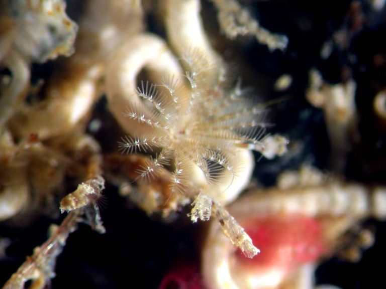 Seafloor animal cued to settle, transformed by a bacterial compound