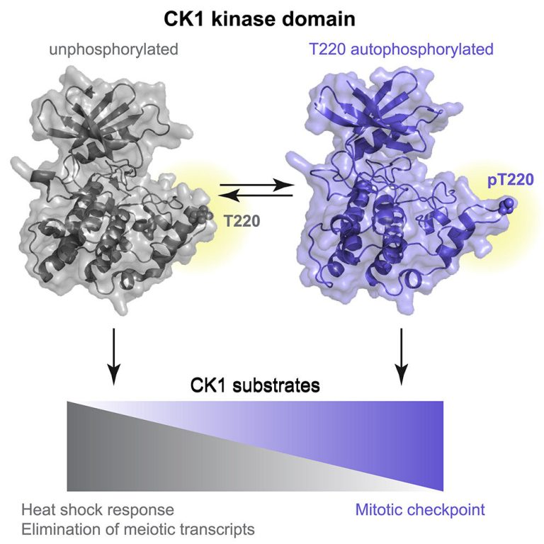 Self-regulation of an enzyme with critical cellular functions