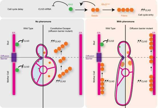 Study sheds new light on the mechanism of individual cell memory, using yeast as a model