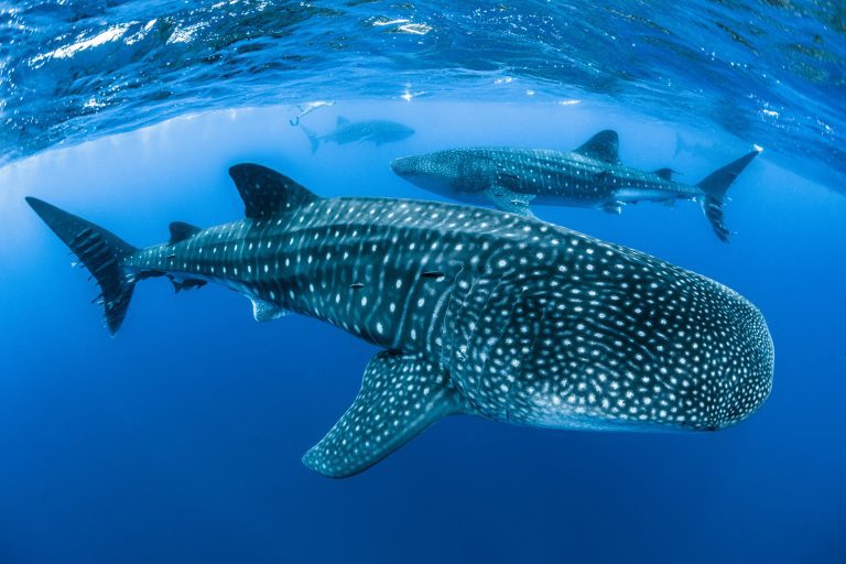 Shipping poses significant threat to the endangered whale shark