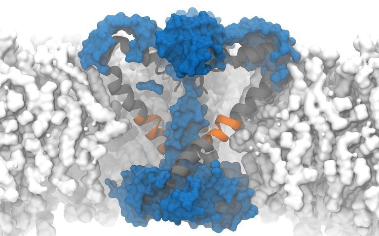 Simulations predict mysterious biological processes of the cell