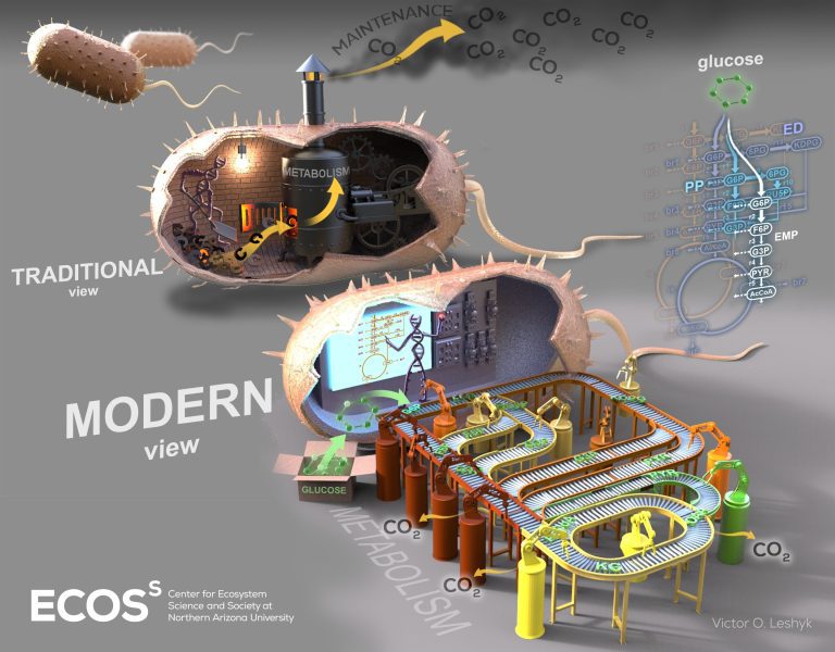 Soil microbes use different pathways to metabolize carbon