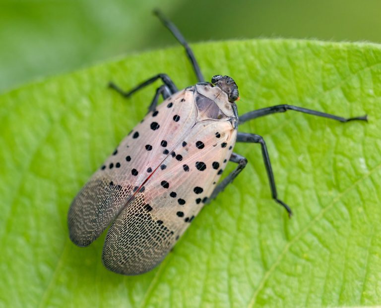 Spotted lanternflies are hatching again. But how far do they spread each year?