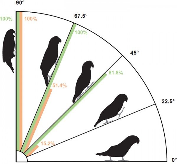 Study finds parrots use their heads as a ‘third limb’