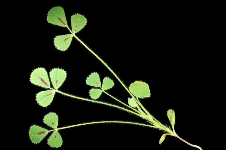 Study provides insights into motor organ of model legume Medicago truncatula