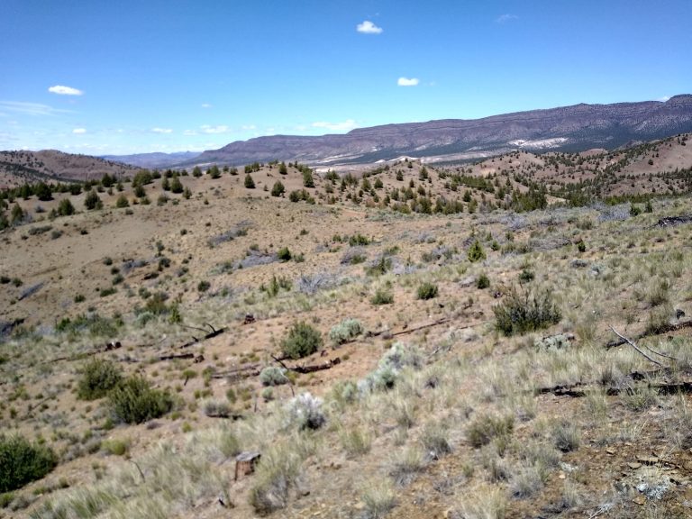 Study provides long-term look at ways to control wildfire in sagebrush steppe ecosystem