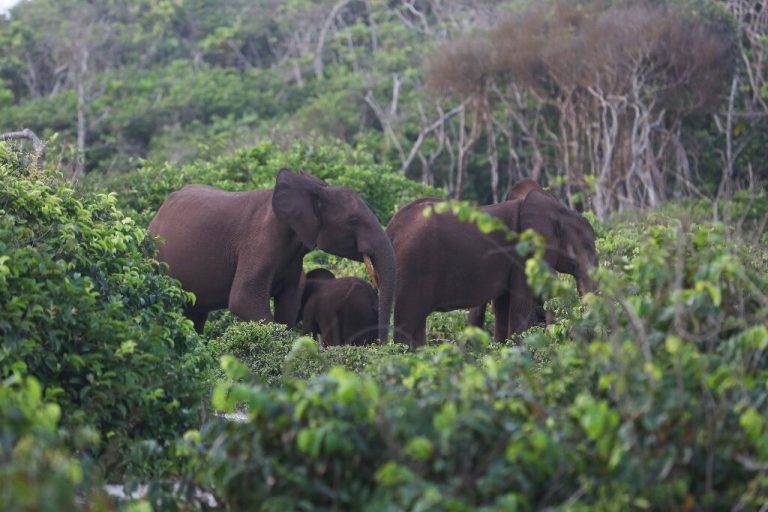 Gabon takes grassroots approach in anti-poaching drive