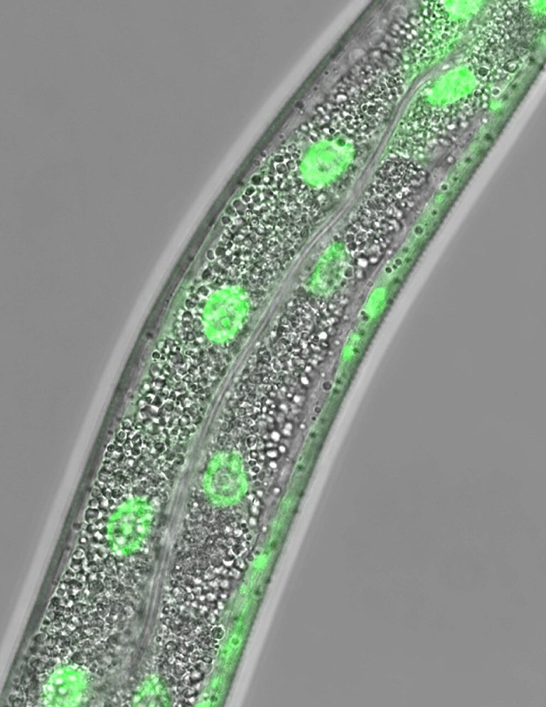 Molecular surveillance pathway tells cells when they run low on lipids