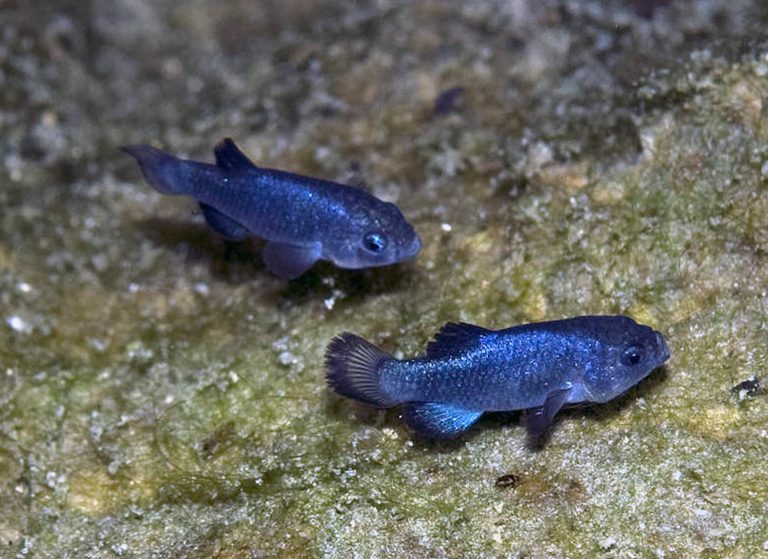 The Devil’s Hole pupfish has paddled back from the brink in a hellish desert domain