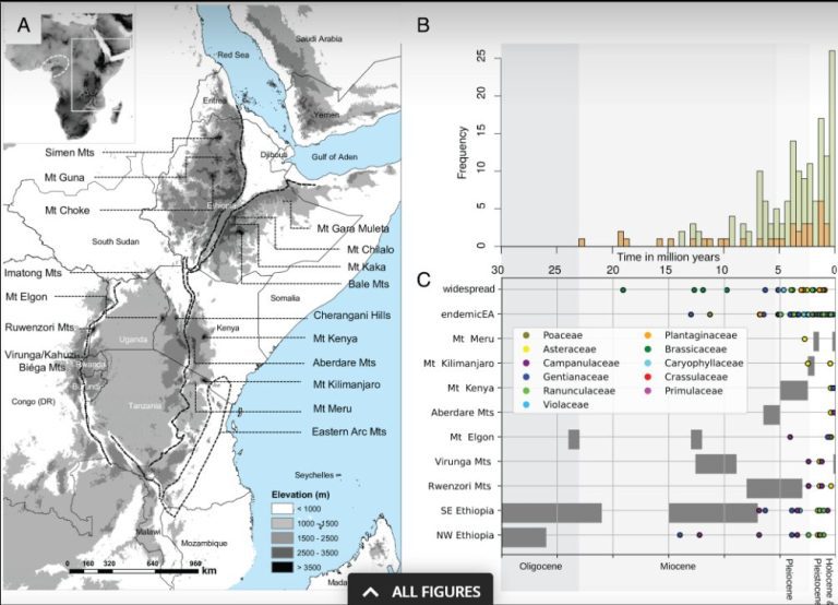 The enigmatic tropical alpine flora on the African sky islands is young, disturbed, and unsaturated