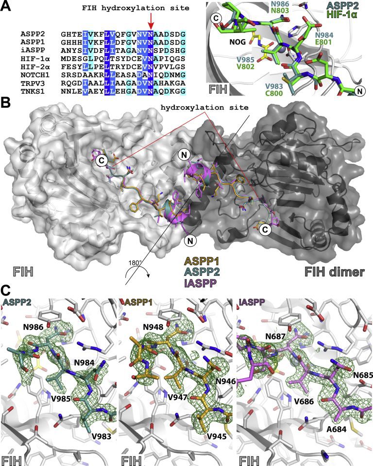 The hydroxylation of ASPP2 and other ankyrin repeat domain proteins