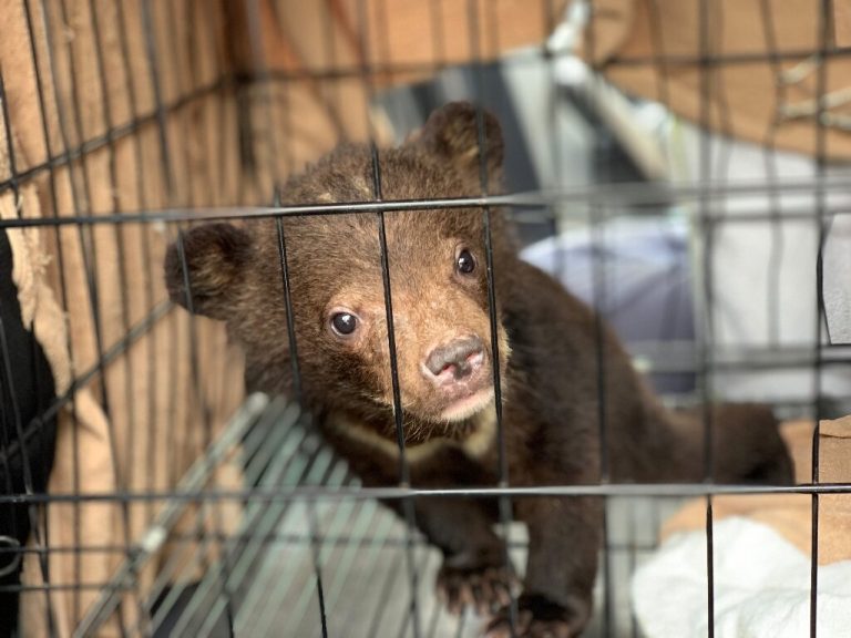 Bear cubs rescued from wildlife trade in Vietnam