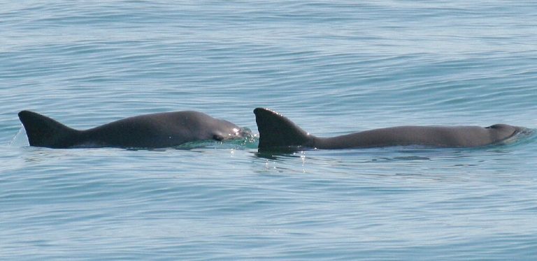 Inbreeding won’t doom the last of the vaquitas, but fishing might: study