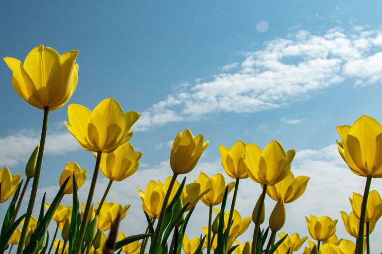 Research highlights ignored ‘plight’ of spring symbol