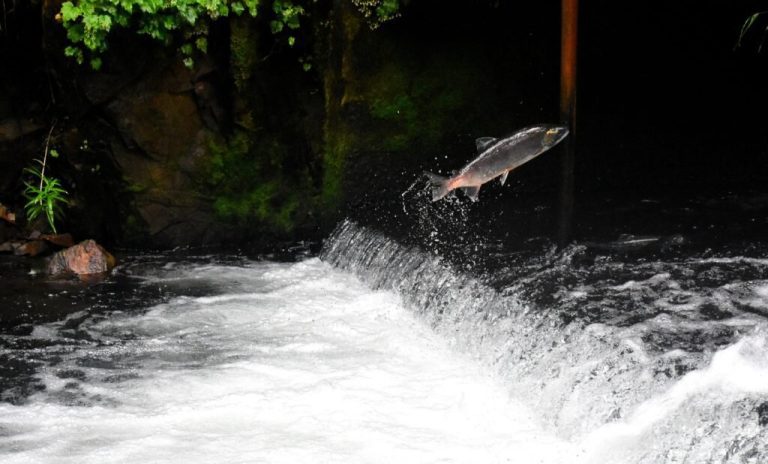 Two pathogens linked to salmon health and survival in British Columbia