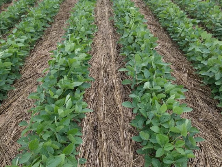 Uncovering best practices for cover crops to optimize crop production