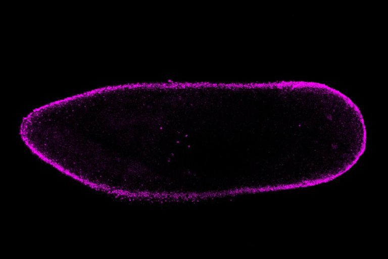 When the equinox gene appears, repair transitions into regrowth