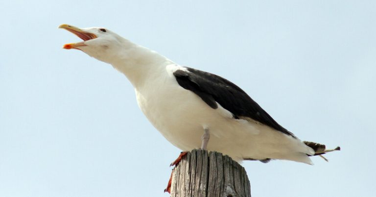 A Gull Flaps Its Wings and a Deadly Virus Explodes