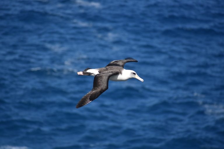 Researchers show that dynamic soaring isn’t just for albatrosses