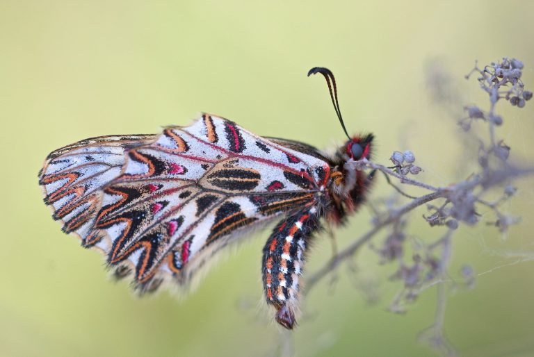 Study demonstrates how a simple metric could steer global economy towards halting and reversing biodiversity loss