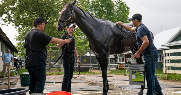 Picking the Winners in the Belmont Stakes