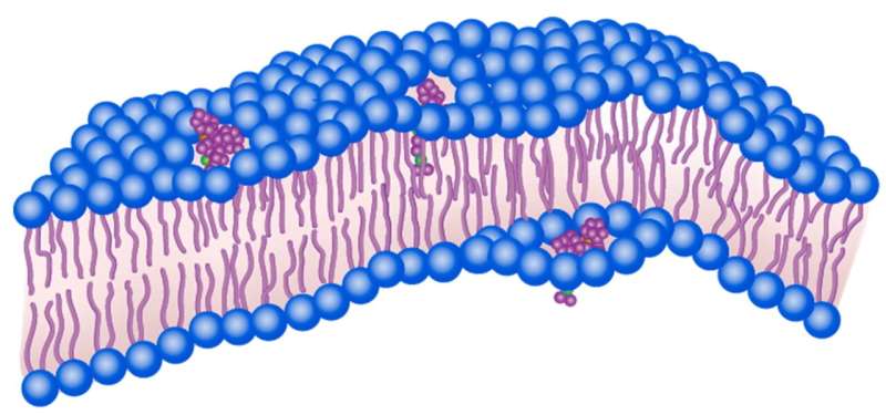 Bacteria-killing nanodrills get an upgrade: Visible light triggers molecular machines to treat infections