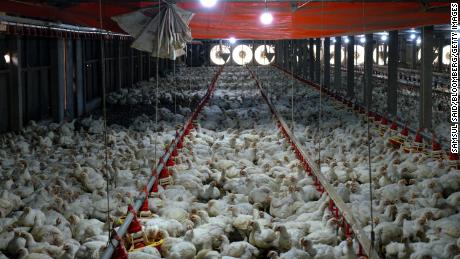 Chickens at a poultry farm in Sungai Panjang, Selangor, Malaysia, on May 25.