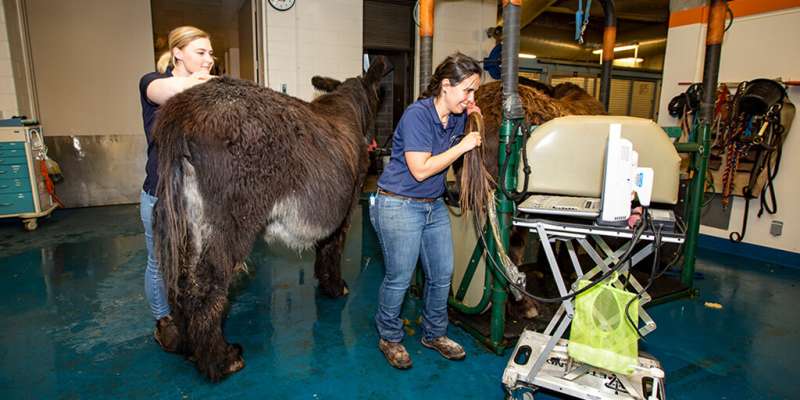 Saving an endangered breed of donkey