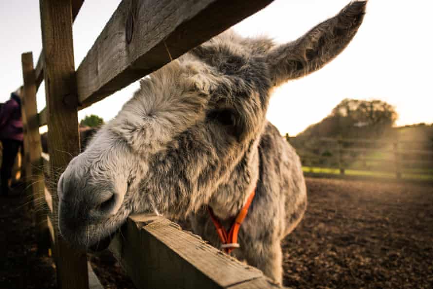 A donkey looking through a fence at the Donkey Sanctuary in Sidmouth, devon, UK