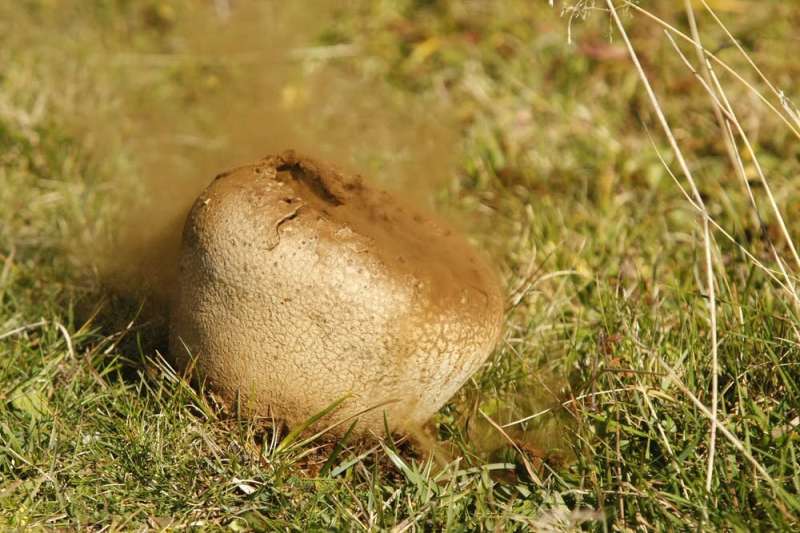 Get out and go fungal: why it's a bumper time to spot our native fungi