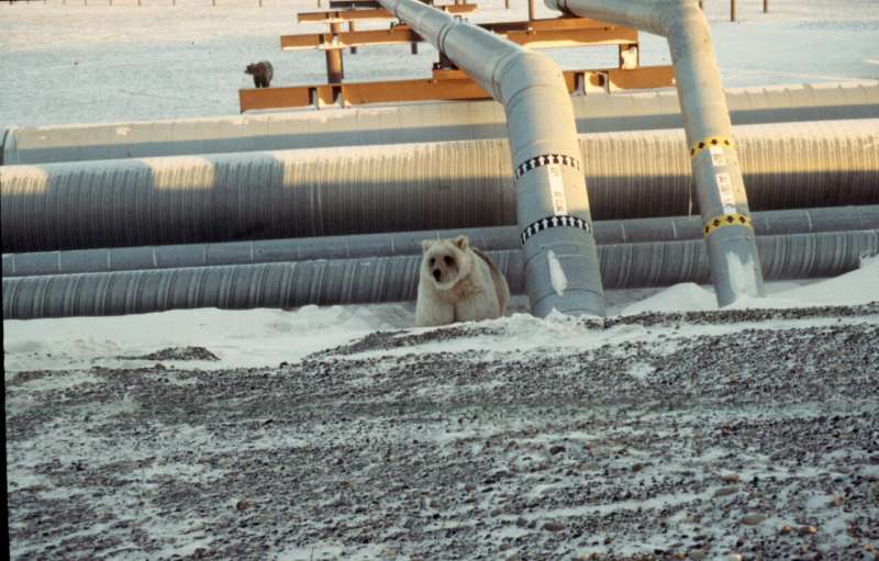 How species form: What the tangled history of polar bear and brown bear relations tells us