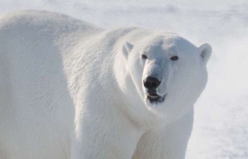 How species form: What the tangled history of polar bear and brown bear relations tells us