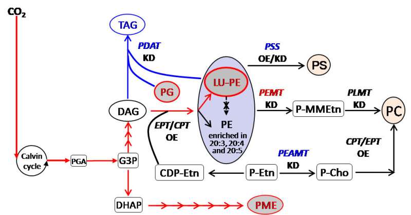 PDAT Regulates Phosphatidylethanolamine as Transient Carbon Sink Alternative to Triacylglycerol in Nannochloropsis----Chinese Ac