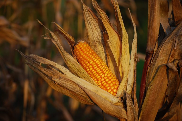 Fungus in a test tube first step to curing ‘corn smut’