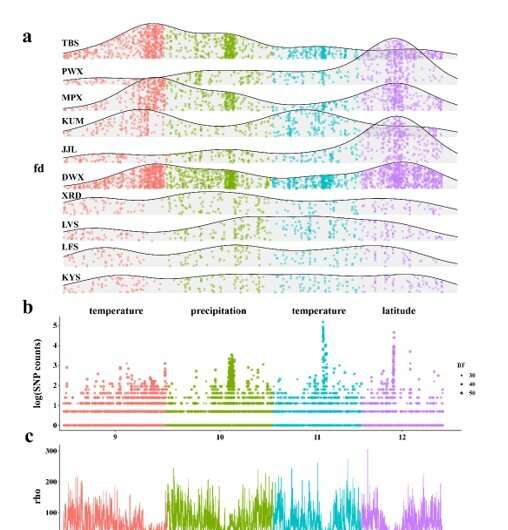 Genome-wide introgression between two sympatric Asian oak species