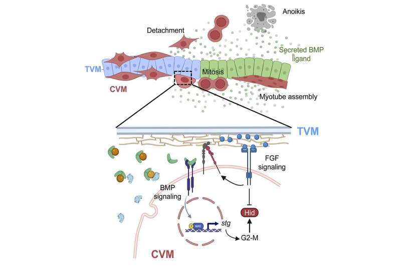 The signals that make cells self-destruct