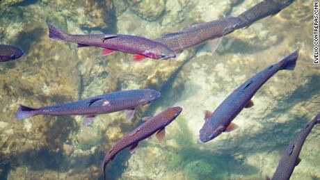 Fly fisherman come from all over the world to fish the Green River&#39;s rainbow and brown trout.