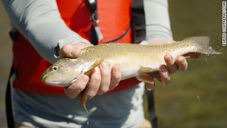 CNN Chief Climate Correspondent Bill Weir holds a rainbow trout caught on the Green River.