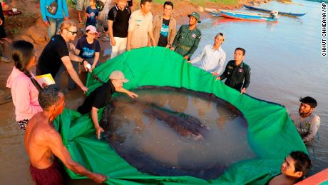 Researchers and officials prepare to release the giant freshwater stingray back into the Mekong River.