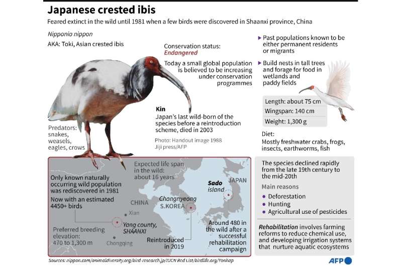 Japanese crested ibis