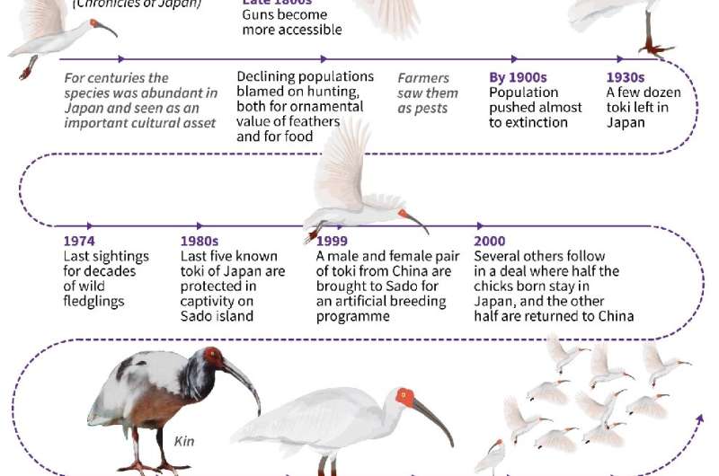 Conservation timeline of the Japanese crested ibis