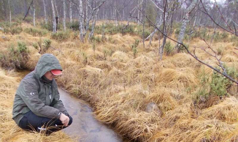 The freshwater pearl mussel favors the original salmon fish populations of the home river