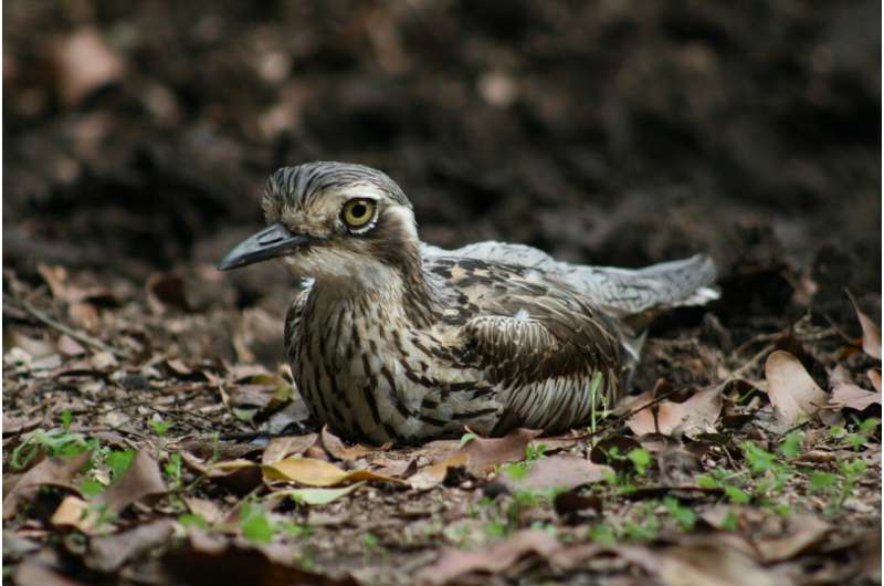 What the nose doesn't know helps wildlife: Using olfactory cues to protect vulnerable species