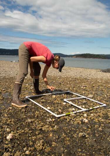 Heat wave of 2021 created ‘perfect storm’ for shellfish die-off