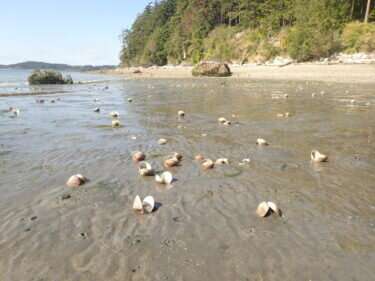 Heat wave of 2021 created ‘perfect storm’ for shellfish die-off