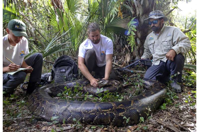 Florida team hauls in 18-foot, 215-pound Burmese python