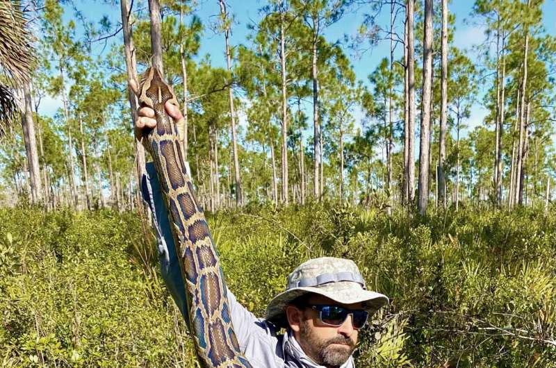 Florida team hauls in 18-foot, 215-pound Burmese python